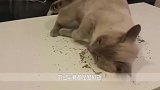 饲养员给狮子闻猫薄荷，闻了一口之后，下一秒憋住别笑