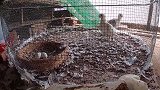 给种鸽调换种蛋孵化，最好晚上给它调换，白天调换它看到不会孵的