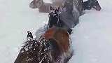 禾木暴雪，牧民用4挑时间，在白雪皑皑的森林里找到了马群