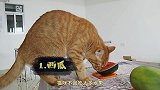猫咪喜欢吃的水果大盘点，还有一种水果吃一口就回喵星？