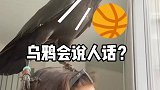 除了鹦鹉，原来乌鸦也会说人话