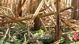 立春前后有哪些野菜可以食用？水田里的稻搓菜最鲜嫩，你吃过吗？