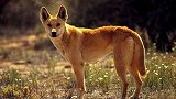 澳洲野狗是生活在澳大利亚丛林中， 最有名的动物成员之一