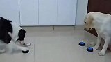 你们见过边牧训狗吗，还挺像那么回事的