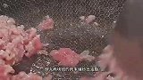 妈妈一定要学会的，做法简单的七道家常菜，最后一道真的是绝了