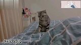 假装在哭泣，看看猫咪的反应，猫咪对你的爱超乎想象