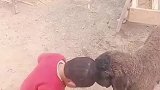 小羊看似赢了比赛，其实输了呀
