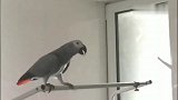 鹦鹉小灰这段视频太搞笑了，尤其是结尾，萌翻了