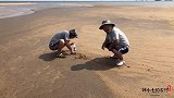 赶海遇到“大海蜇”二哥使用绝招挖出十年野生蛏王，直接爆桶哦