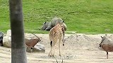 刚出生小羚羊，被斑马一脚踩死，谁说食草动物温顺的？