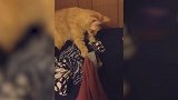拉着主人的衣服不放，猫咪都上嘴了，让人忍不住笑！