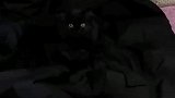 随时进入隐身状态，养只黑猫太难找了
