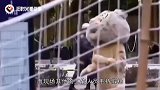动物园为防止老虎出逃，假扮老虎演了一场戏，真老虎不淡定了