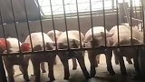 养猪场就因一顿没喂，里面的猪就齐力撬大门，网友肯定是惯坏了！