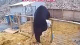猪圈中突然闯入一头黑熊攻击白猪，岂料最后黑熊反而落荒而逃