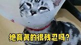 绝育真的很残忍吗？听了这些你还会反对绝育吗？