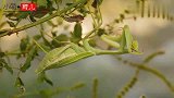 认识海洋动物 野生动物 昆虫名称,辨识老虎 鳄鱼 狮子