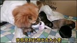 流浪狗： 七只小狗出生第五天，不是狗妈妈不要孩子，是我不懂