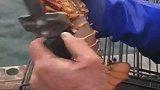 在国外吃海鲜真的不容易，三只龙虾中有两只被扔掉了