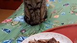 猫咪好想吃肉