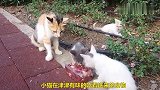 小猫吃肉食母亲看着，剩下的几片才轮到母亲吃，母爱真伟大