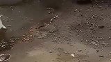 大鹅当着狗妈妈的面欺负小奶狗，这胆子也够大的啊