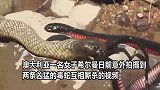 大蟒蛇两条毒蛇互咬一小时，凶残的对抗，难分胜负！