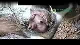 旅游-【藤缠楼】台北动物园无尾熊宝宝在妈妈育儿袋中探出头.