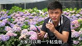 不用药怎么治蓟马？什么情况下需要缓苗？花友热门养花问题解答。