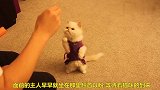 主人喂猫咪食物，猫咪：过程不少