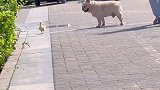 狗狗看到小鸭子走路，非得学习一下