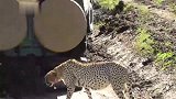 猎豹五兄弟：热坏了，可算是找到旅游车的阴影了