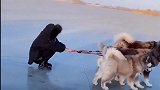 当你同时拥有五只阿拉斯加犬，你就拥有了一个雪橇犬大队！