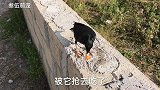 八哥咬主人，主人说：你是不是想下锅了，八哥听了反应好搞笑