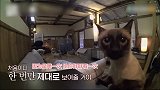 【宠物星球】韩综《新婚日记》上线 萌猫萌狗来抢镜