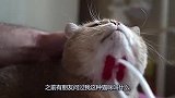 猫咪：这什么东东按摩起来真舒服