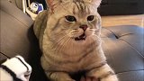 妹子调戏了一下小猫,猫咪我要咬人了!你看我嘴都张开了!