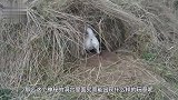狗子发现洞穴，突然站在原地不走！主人掘地三尺发现“这家伙”！