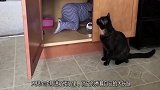 自从养了猫之后，家里宝宝和猫的日常是这样的，看完不许笑