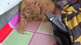 鸡肉炒的啥？不挑食的大黑，竟然吃不下，猛吃一盘包子，好搞笑！