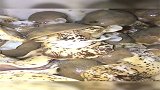 原来海里面还有假鲍鱼，老哥一捡就是一大桶真是厉害了