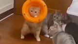 猫咪安全帽，谁戴谁知道