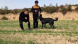 都说德牧智商是五岁的孩子，网友：这条德牧是早熟，太厉害了