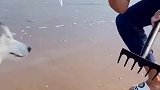 这二哈胆子够大，什么都敢抓