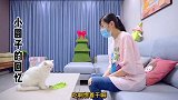 小猫咪被主人抛弃，再也不想被领养