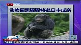 北京动物园黑猩猩将赴日本“成亲”