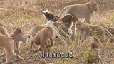 老鹰误闯猴子领地，惨遭猴群围攻，镜头拍下精彩一幕