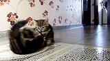 两只打架的猫咪上线，看这纠缠在一起的样子，竟有点萌！