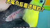 大嘴鸟鵎鵼的皮肤竟然是透明的，甚至还能敲击嘴巴发声