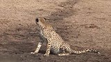 多管闲事的水牛，驱赶正在喝水的猎豹